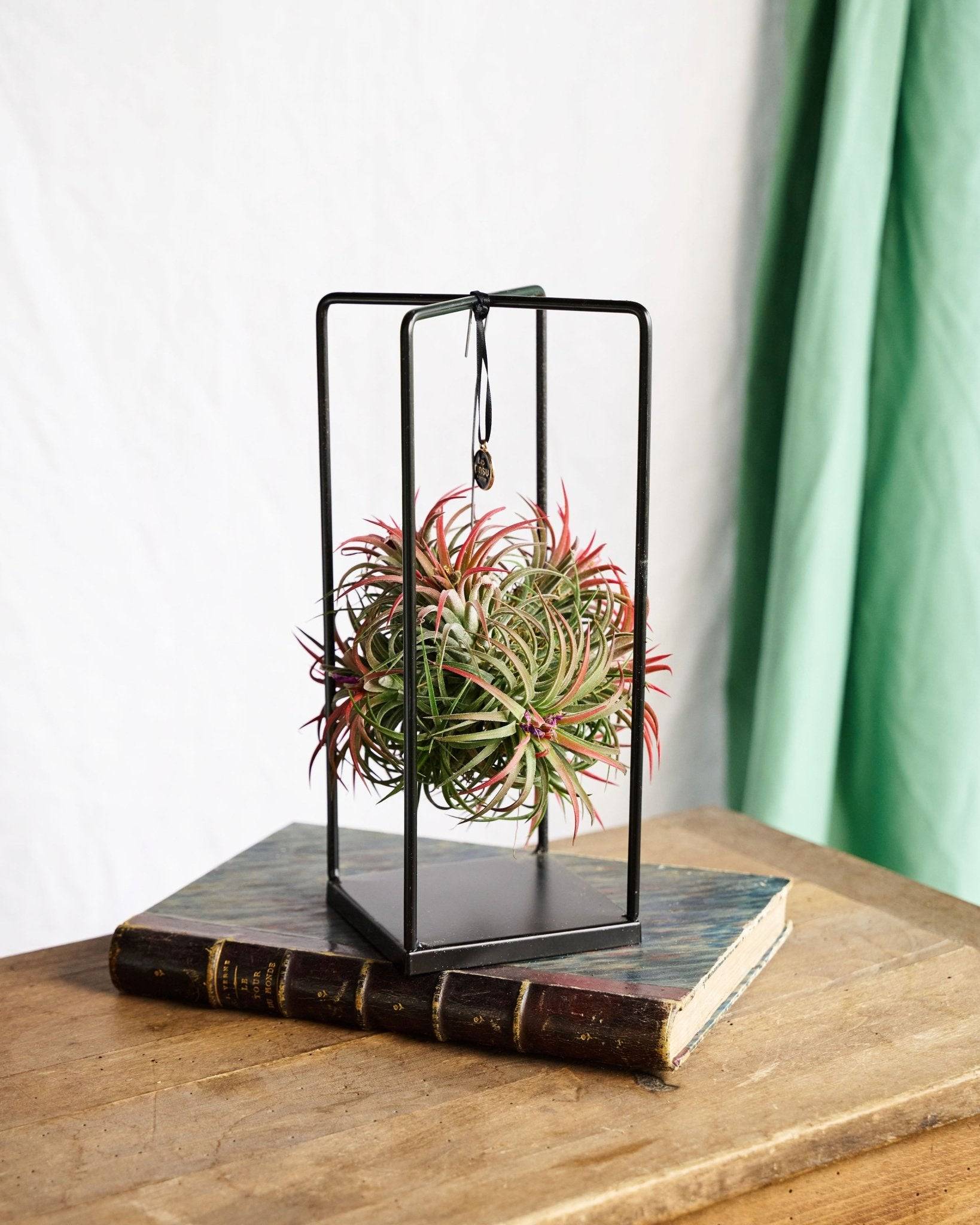 Tillandsia et son support en cube 20cm - Plante d'intérieur- La Green Touch - Image 3