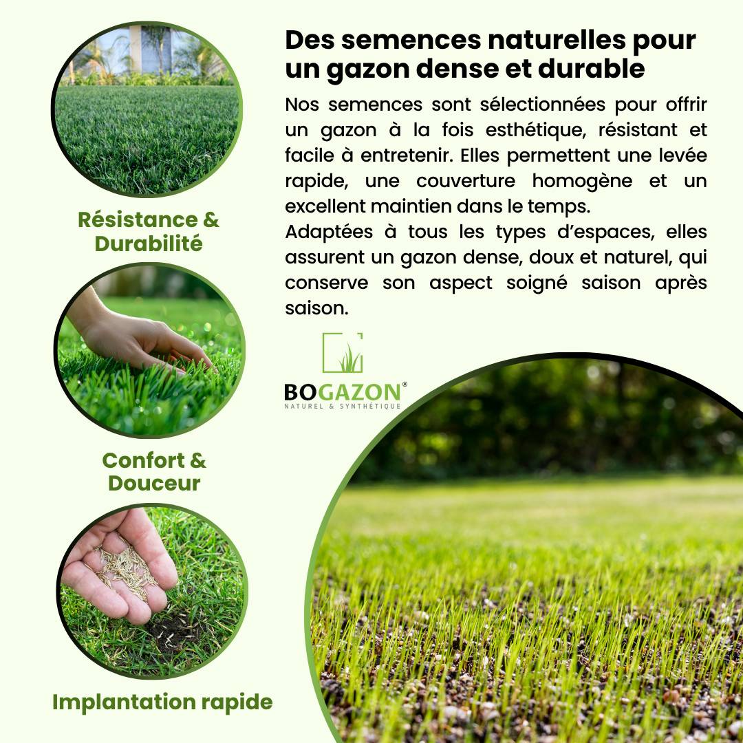 Gazon a semer ICL Pro Strong 10 kg| Graines de Gazon Rustique Résistant Sécheresse Racines Profondes | Semence Universel au Rendement Élevé - Image 3