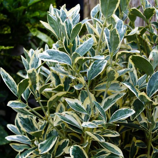 Fusain du Japon - Euonymus japonicus Silver King Pot de 7,5L/10L - Image 1
