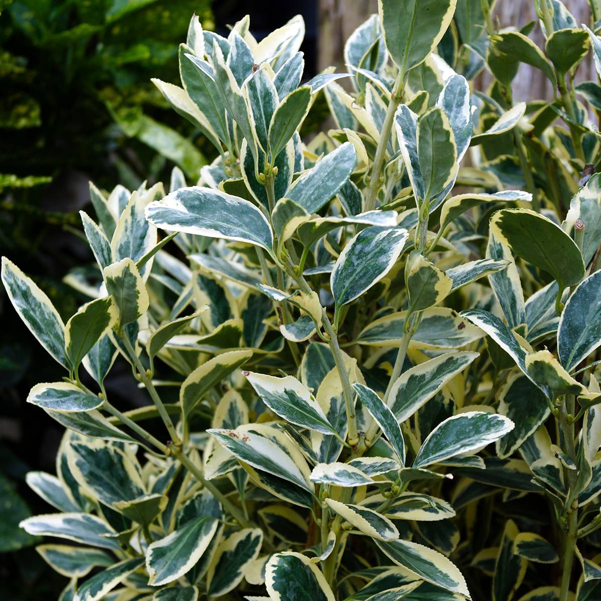 Fusain du Japon - Euonymus japonicus Silver King Pot de 7,5L/10L - Image 1