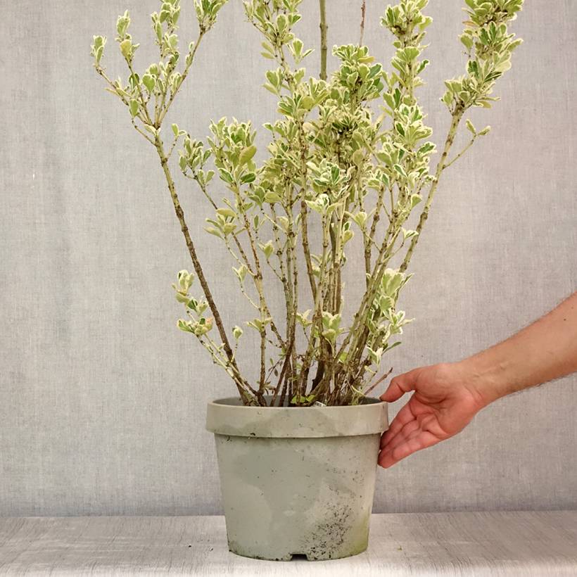 Fusain du Japon - Euonymus japonicus Silver King Pot de 7,5L/10L - Image 2