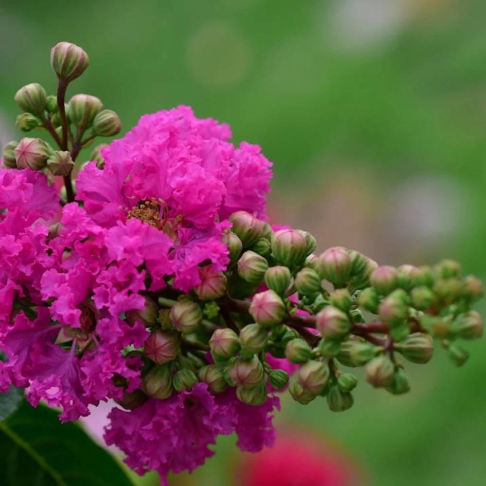 Lilas des Indes Petit´ Canaille® Rose, Lagerstroemia à fleurs Rose/ - feuillage Caduc - Pot de 3L - Touffe - Image 1