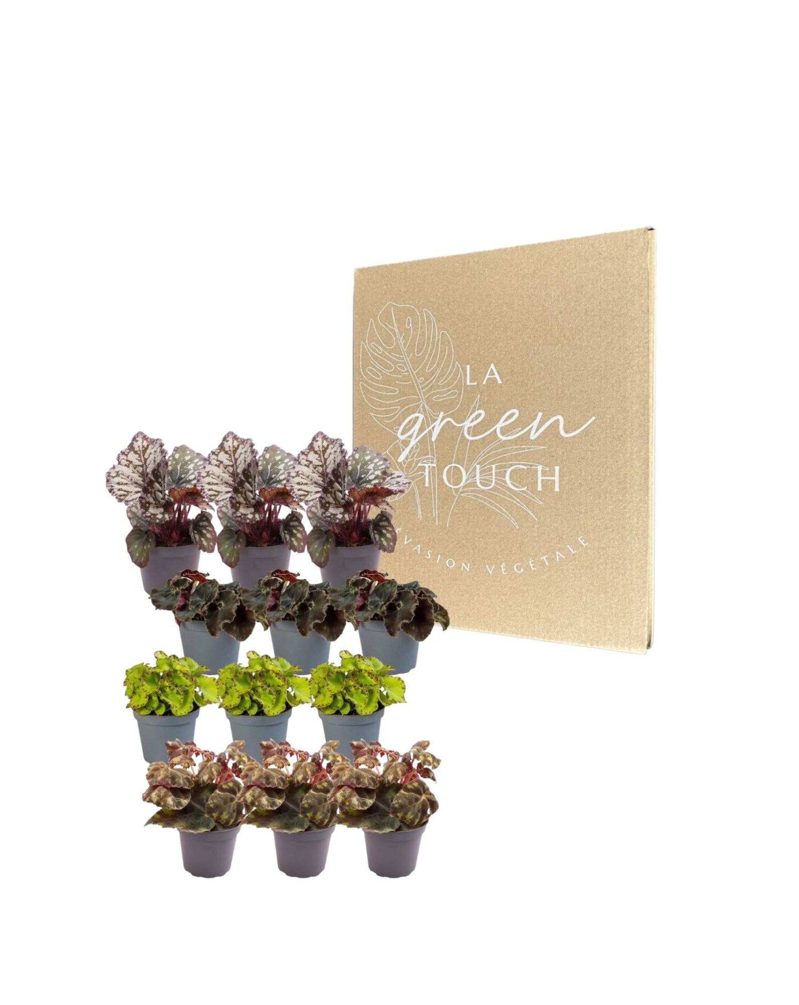 Coffret Begonia - Lot de 12 plantes 15cm - Plante d'intérieur- La Green Touch - Image 2