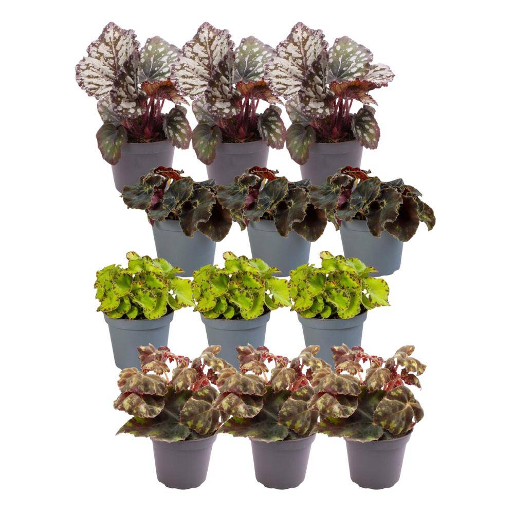 Coffret Begonia - Lot de 12 plantes 15cm - Plante d'intérieur- La Green Touch - Image 1