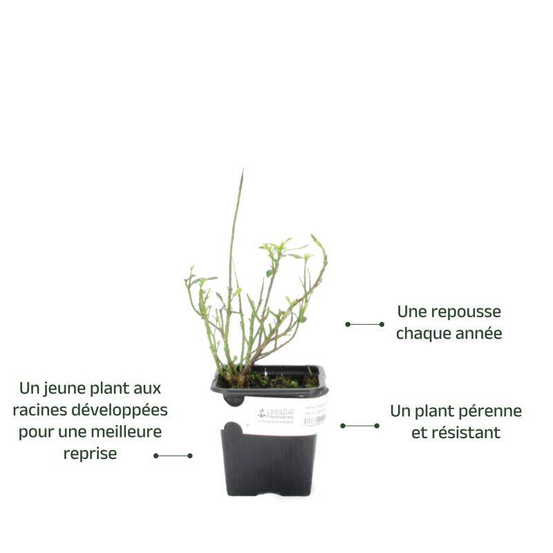 3 Iberis Candy Ice - Lot de 3 vivaces - Pépinières Naudet - Image 3