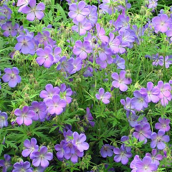 Geranium vivace Johnson's blue Godet de 8/9 cm