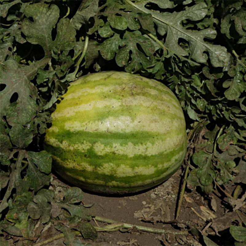 Pastèque Crimson Sweet - Citrullus lanatus le sachet de 60 graines environ (3g)