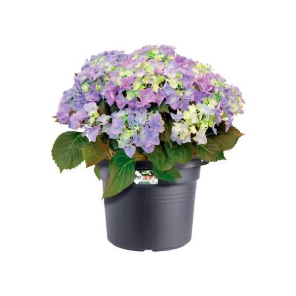 Elho - Elho Bac A Fleurs Green Basics Cilinder 55 - Noir - ø 54 X H 41 Cm - Extérieur - 100% Recyclé - Image 4