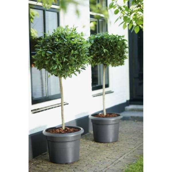 Elho - Elho Bac A Fleurs Green Basics Cilinder 55 - Noir - ø 54 X H 41 Cm - Extérieur - 100% Recyclé - Image 6