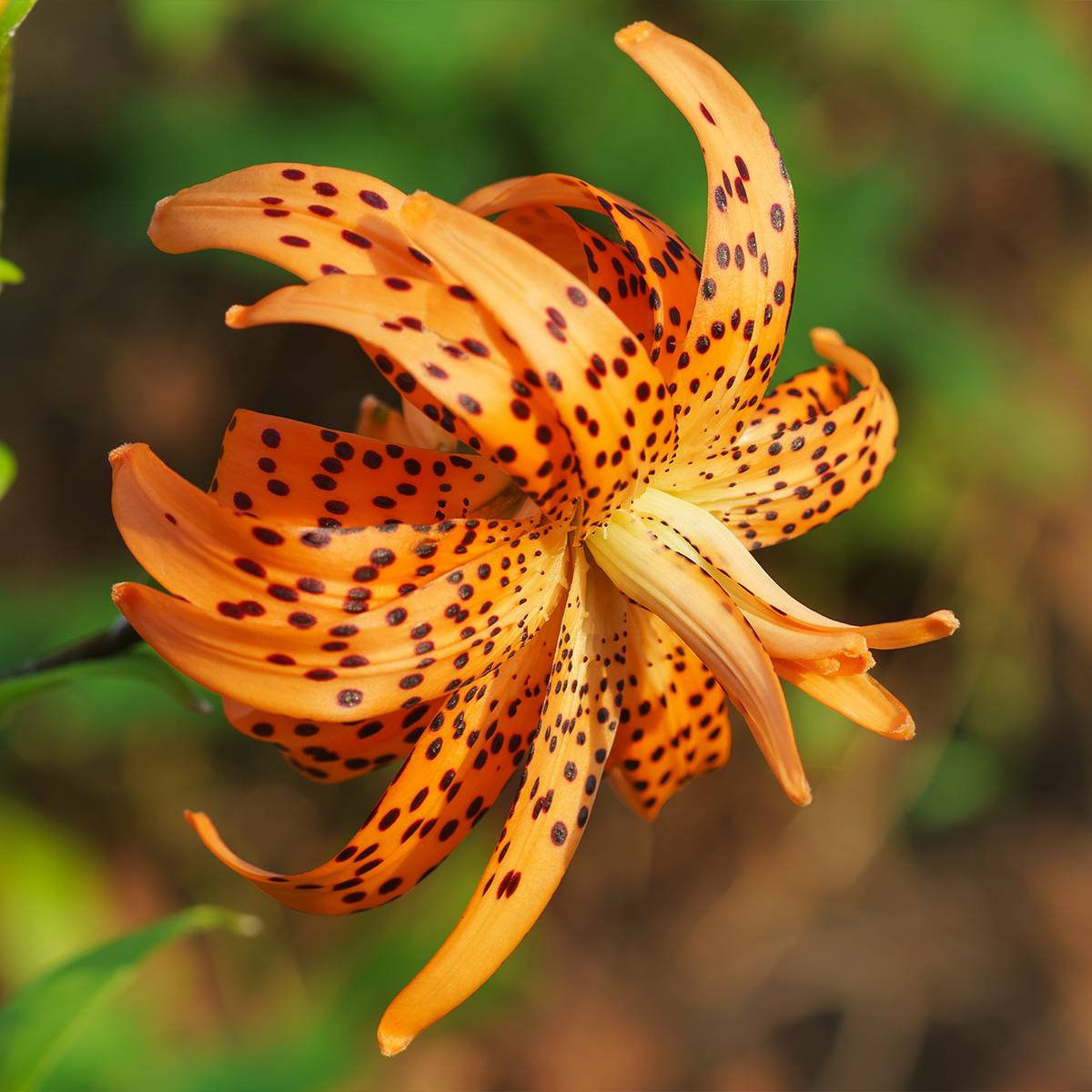 Promesse de Fleurs - Lis tigrinum double Flore Pleno Bulbe calibre 14/16 (par 3) - Image 1