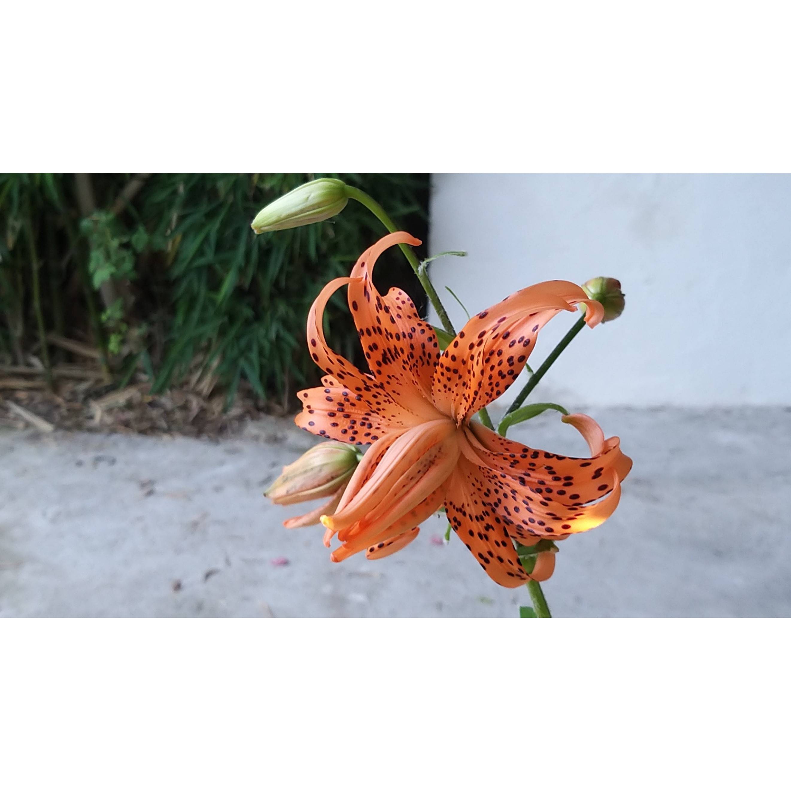 Promesse de Fleurs - Lis tigrinum double Flore Pleno Bulbe calibre 14/16 (par 3) - Image 2