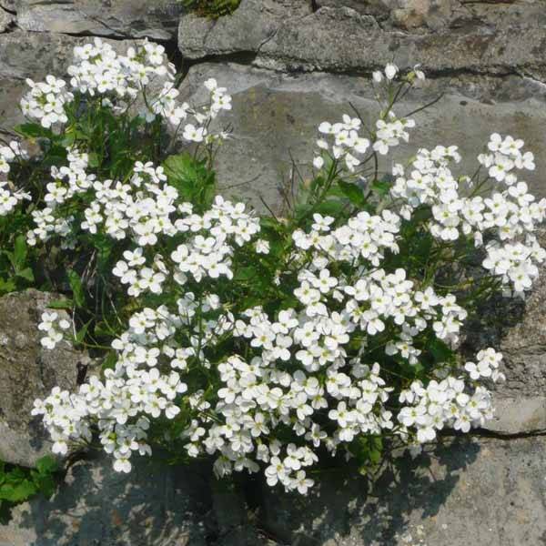 Promesse de Fleurs - Corbeille d Argent, Arabis Caucasica Bakkely Godet de 8/9 cm