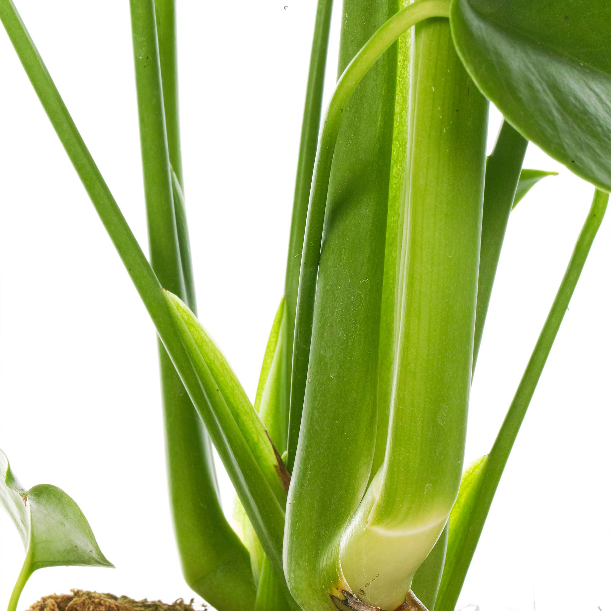 Gardenersdream - 1 X Monstera Deliciosa Superb | 40-50Cm En Pot Plante D'Intérieur - GardenersDream - Image 3