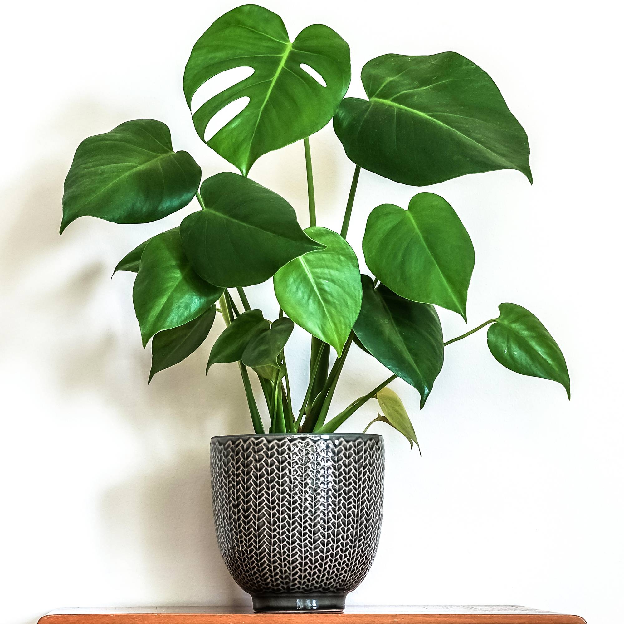 Gardenersdream - 1 X Monstera Deliciosa Superb | 40-50Cm En Pot Plante D'Intérieur - GardenersDream - Image 1