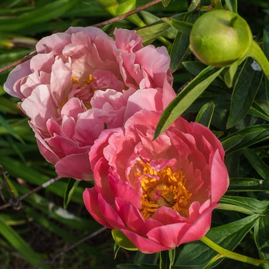 Promesse de Fleurs - Pivoine lactiflora Pink Hawaiian Coral Pot de 3L/4L