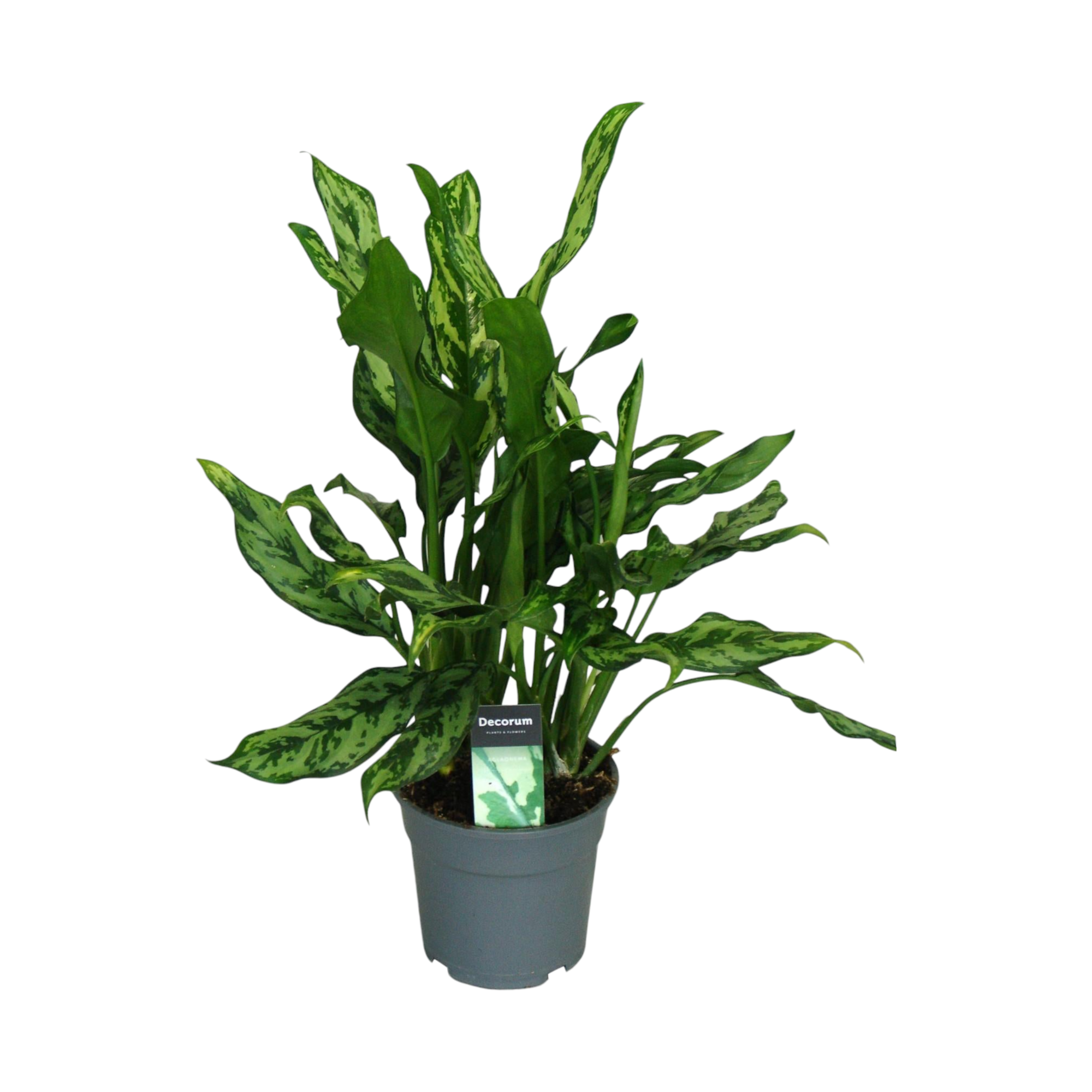 La Green Touch - Aglaonema 'Miss Julliette' 55cm - Plante d'intérieur- La Green Touch - Image 1