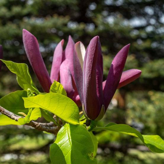 Magnolia Black Beauty Pot de 2L/3L - Image 1