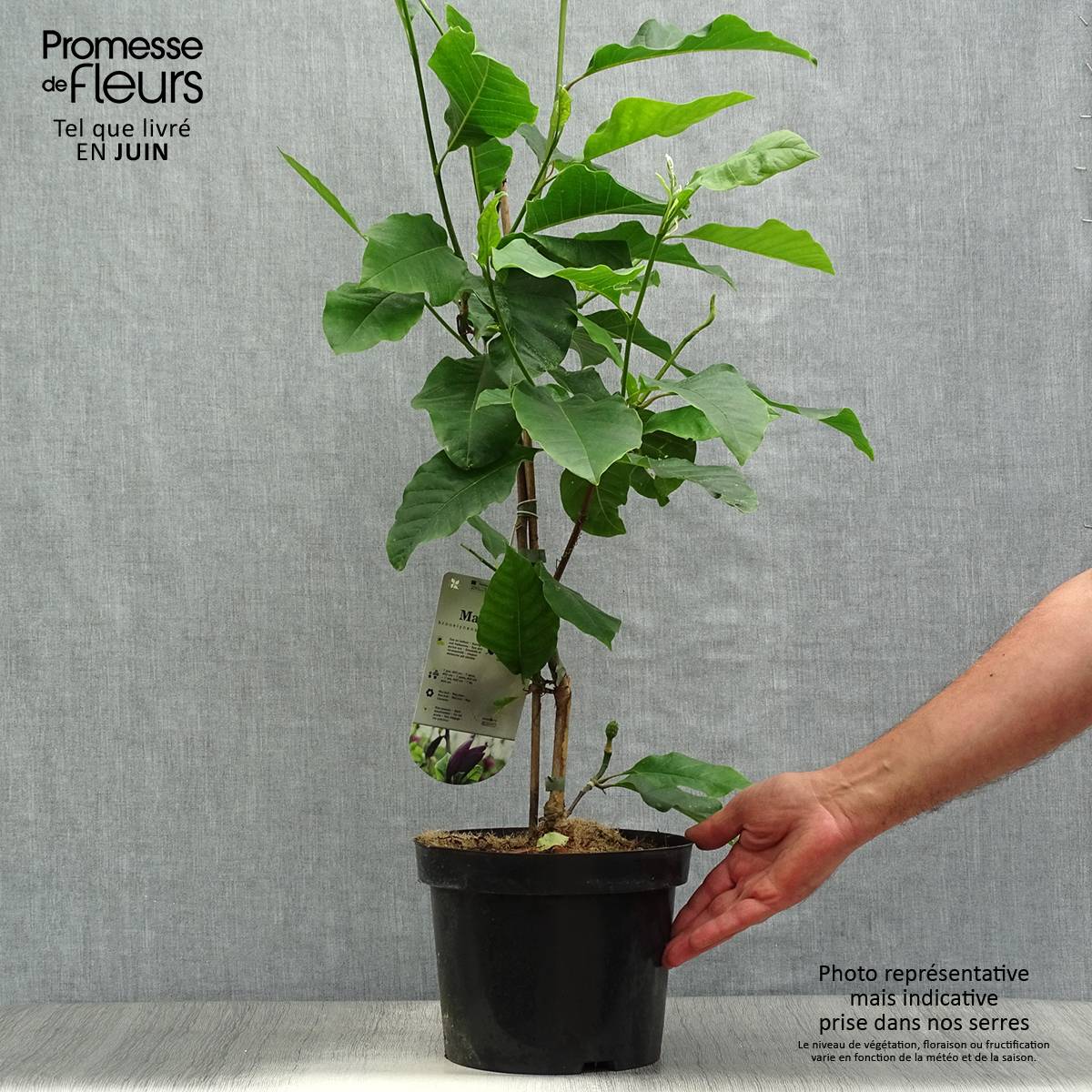 Magnolia Black Beauty Pot de 2L/3L - Image 2