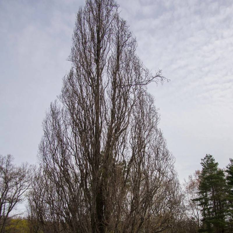 Chêne pédonculé fastigié Koster, Quercus robur - Pot de 30L - Tige 10/12 - Image 3