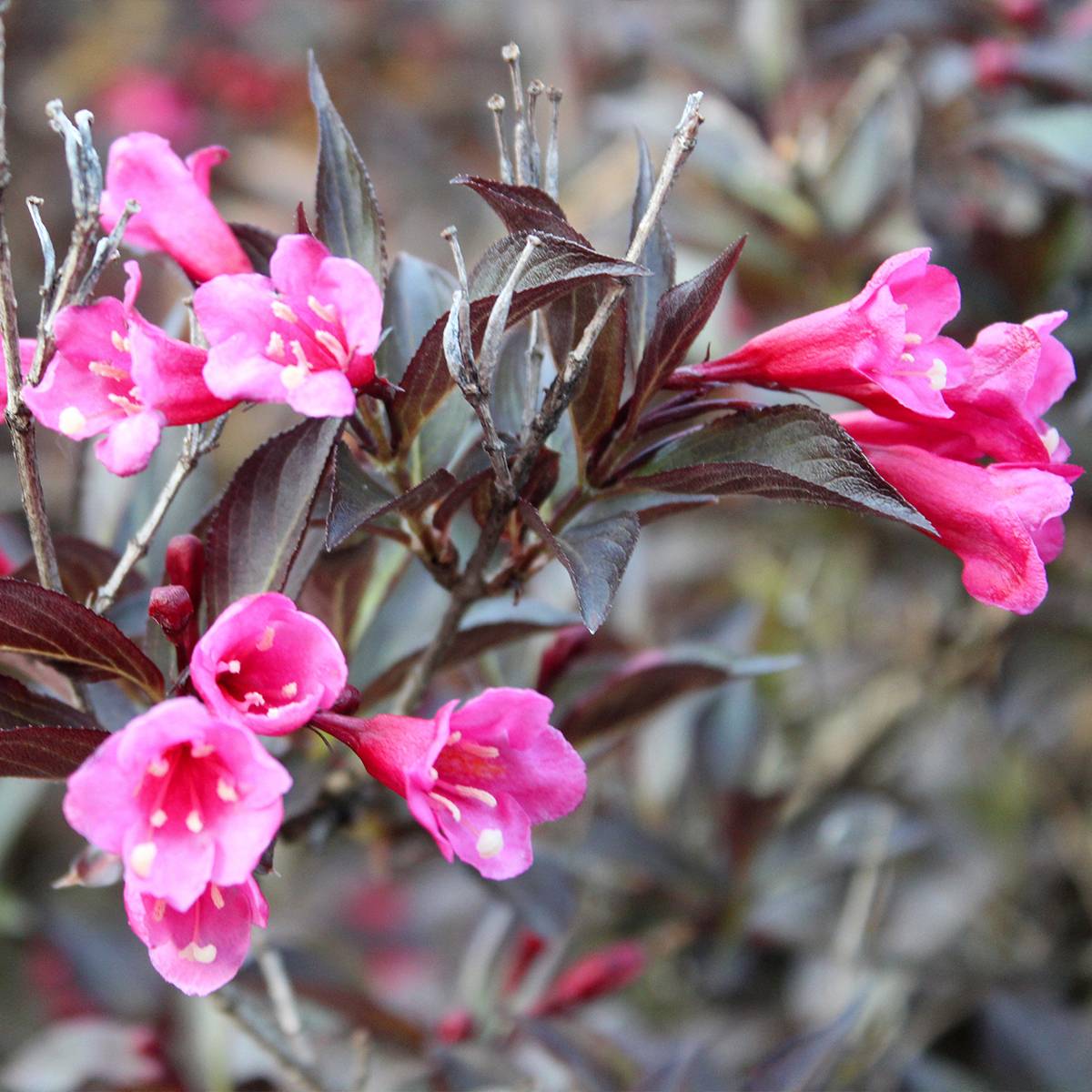 Promesse de Fleurs - Weigela florida Midnight Wine Godet de 8/9 cm