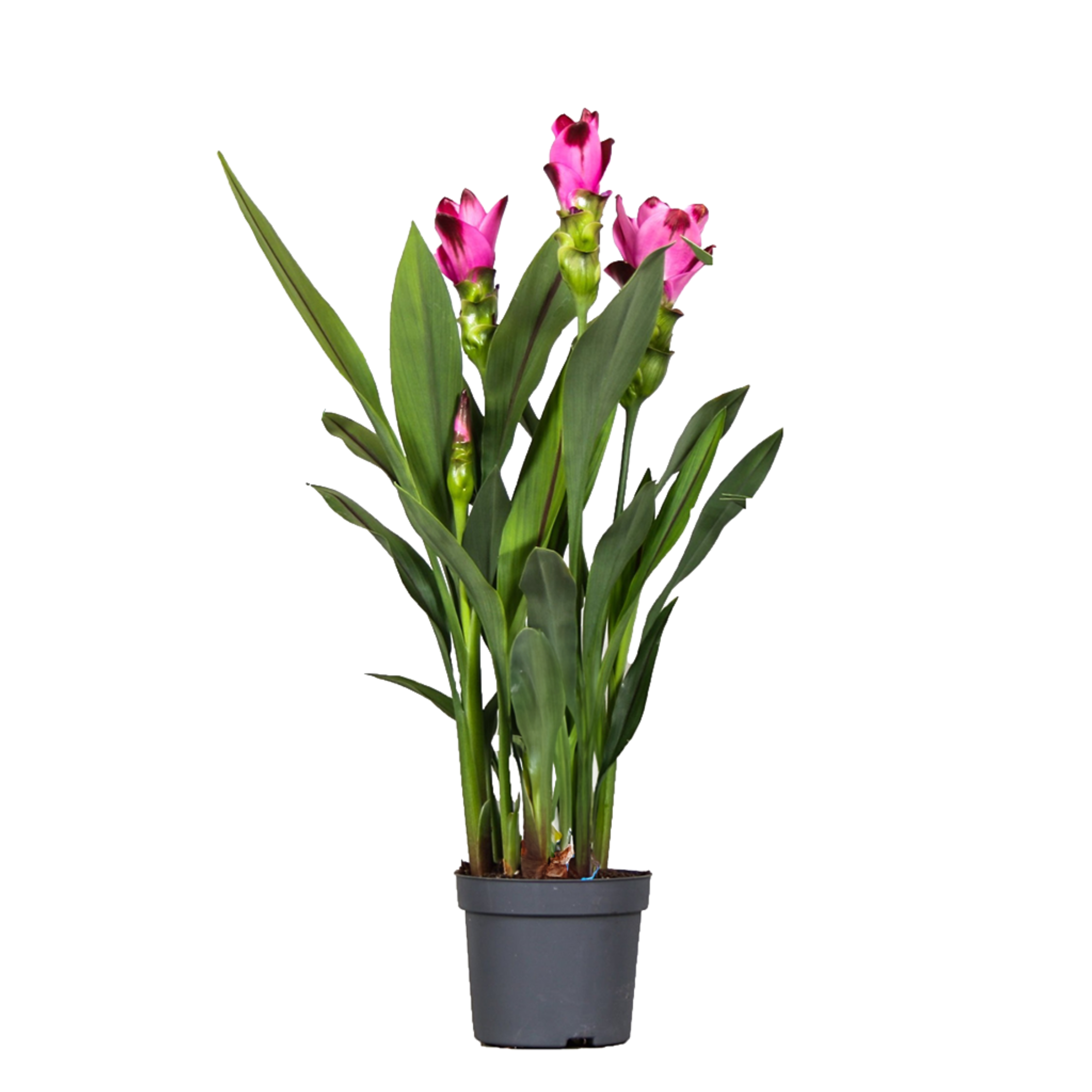 Plant In A Box - Tulipe siamoise - Curcuma 'Siam Splash' - Rose - H40-60cm - ⌀13cm - Image 1
