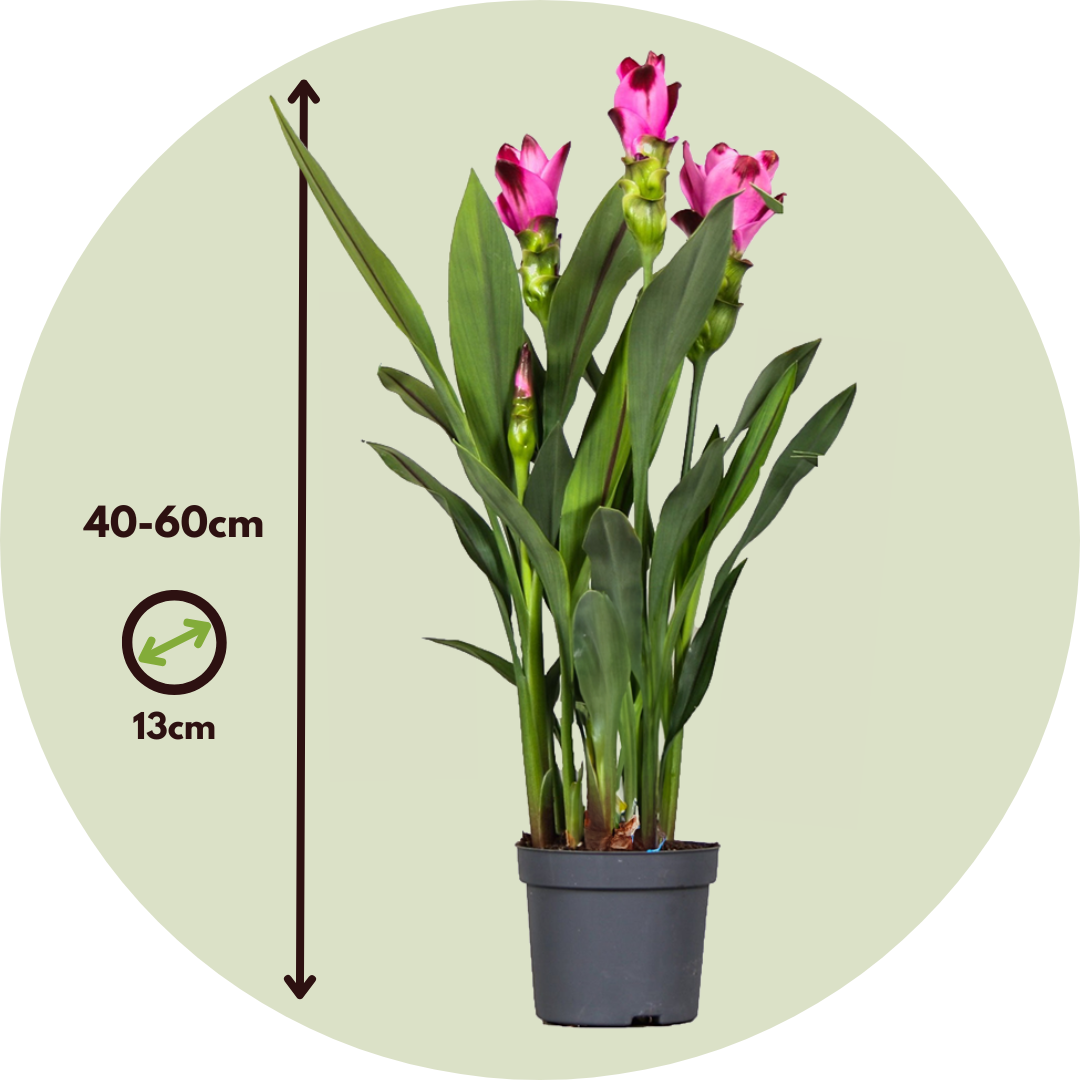 Plant In A Box - Tulipe siamoise - Curcuma 'Siam Splash' - Rose - H40-60cm - ⌀13cm - Image 4