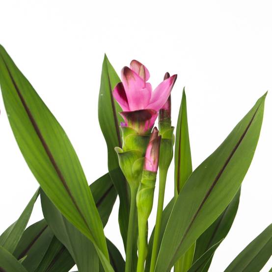 Plant In A Box - Tulipe siamoise - Curcuma 'Siam Splash' - Rose - H40-60cm - ⌀13cm - Image 3