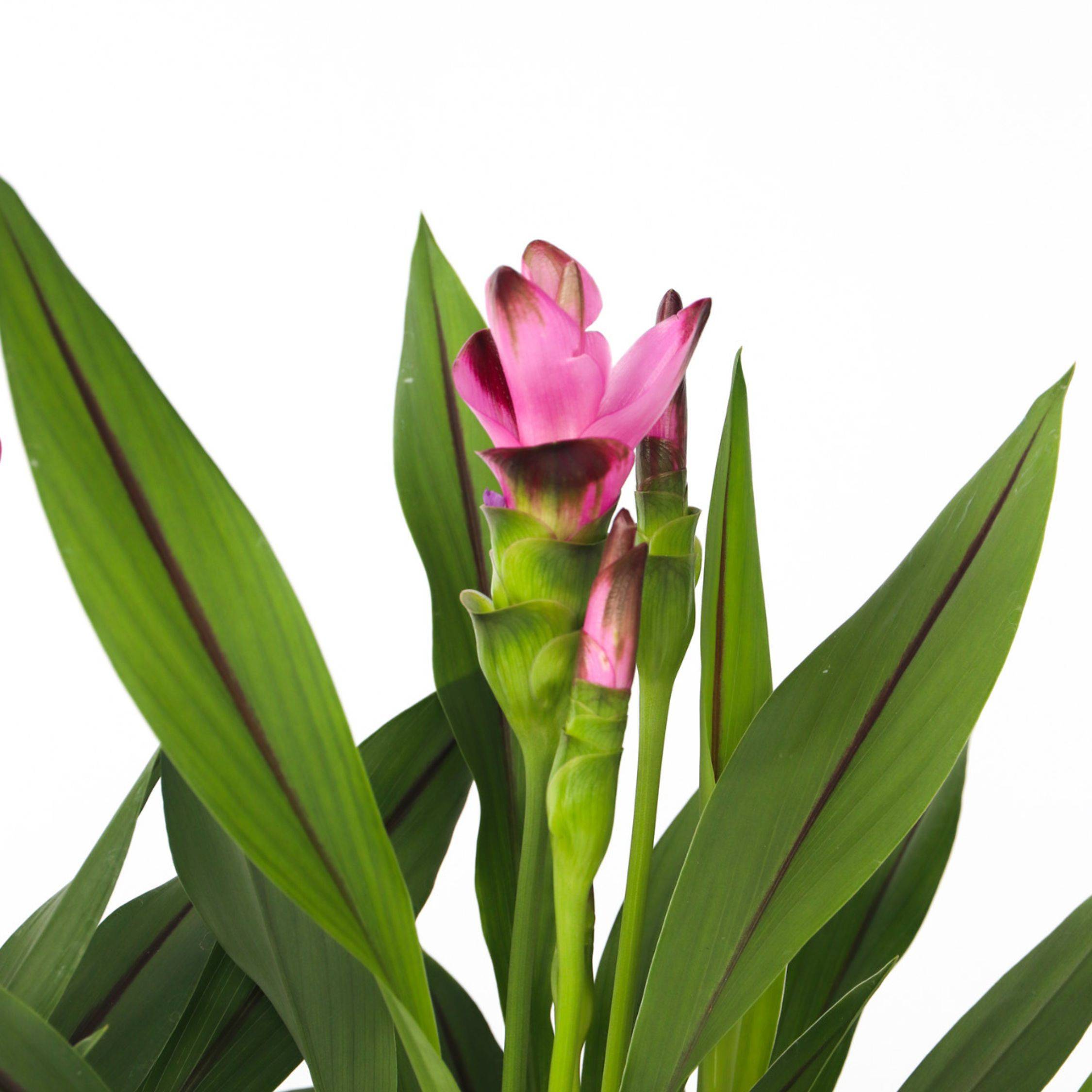 Plant In A Box - Tulipe siamoise - Curcuma 'Siam Splash' - Rose - H40-60cm - ⌀13cm - Image 3