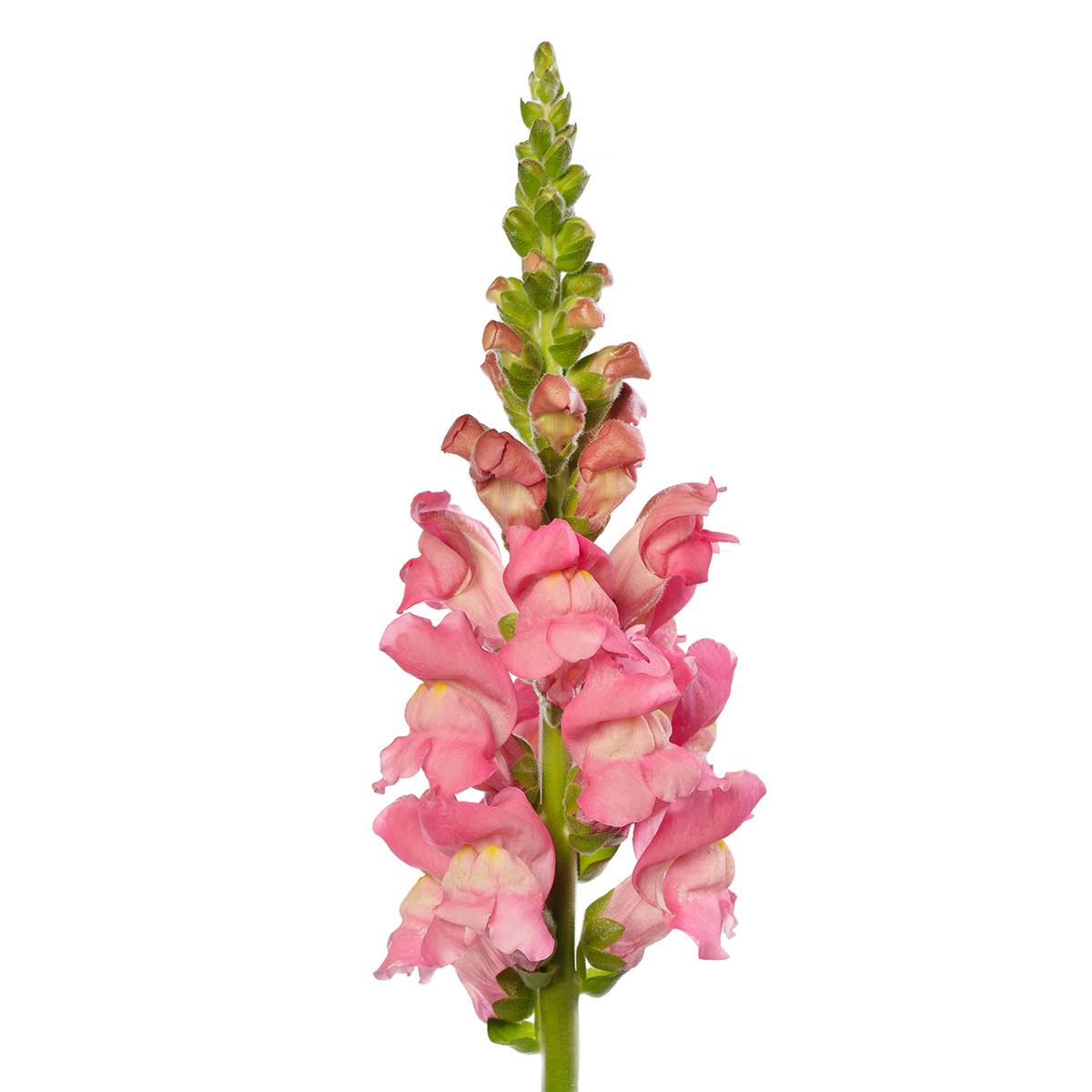 Graines de Muflier F1 Avignon Cherry Rose II - Antirrhinum majus le sachet de 20 graines environ