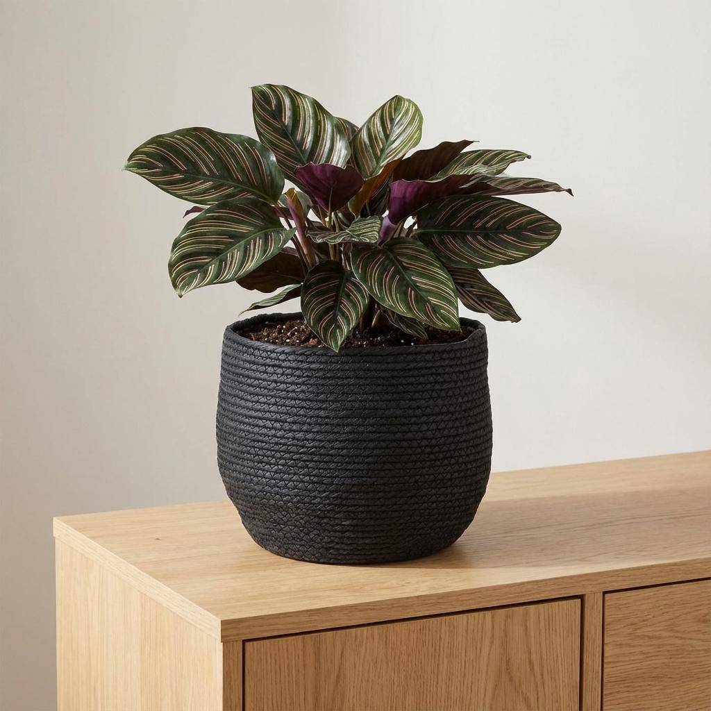 PANGIVO - Panier porte-plante fibres naturelles noir 26 x 26 x 26 cm - PANGIVO - Image 4