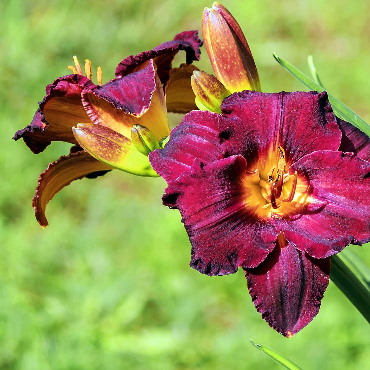 Promesse de Fleurs - Hémérocalle Black Stockings - Lis d'un Jour Pot de 1L/1,5L
