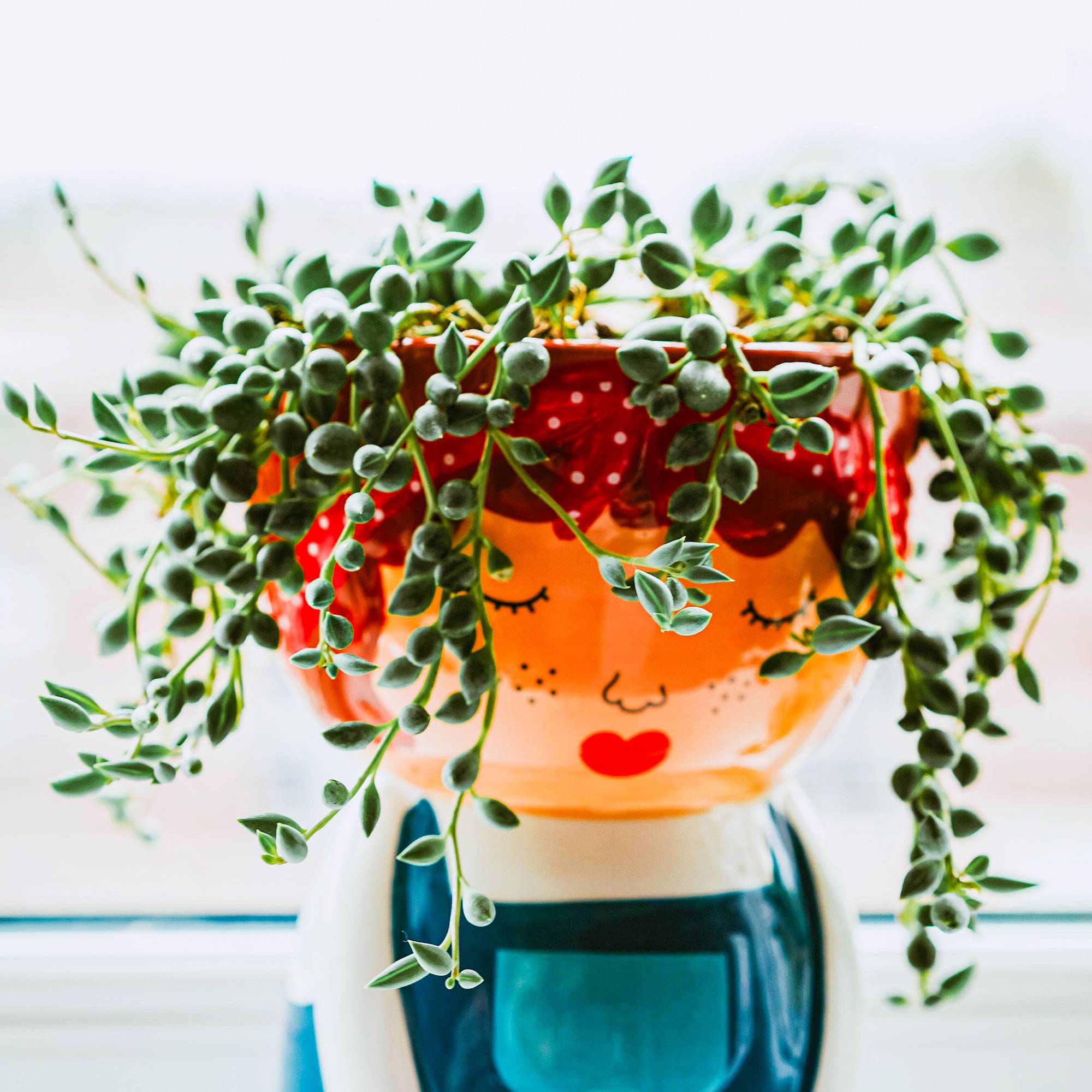Gardenersdream - Senecio Rowleyanus – Plante Collier De Perles | Succulente D’Intérieur En Pot 20-30 Cm - GardenersDream - Image 1