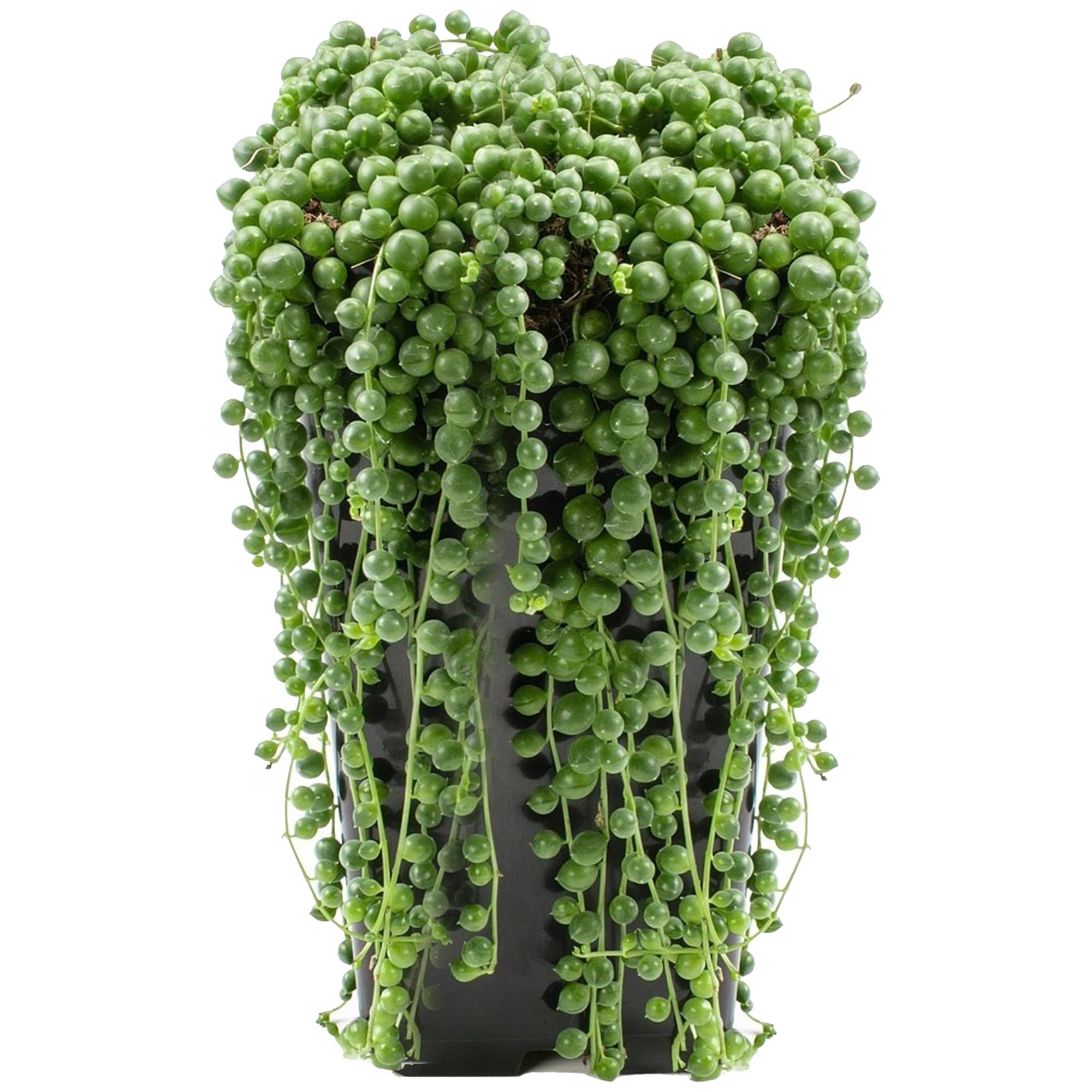 Gardenersdream - Senecio Rowleyanus – Plante Collier De Perles | Succulente D’Intérieur En Pot 20-30 Cm - GardenersDream - Image 2