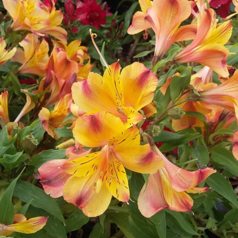 Alstrœmère varié, Lis des Incas à fleurs Jaune - feuillage Caduc - Pot de 2 litres-  hauteur à maturité De 0,50 m à 1,00 m