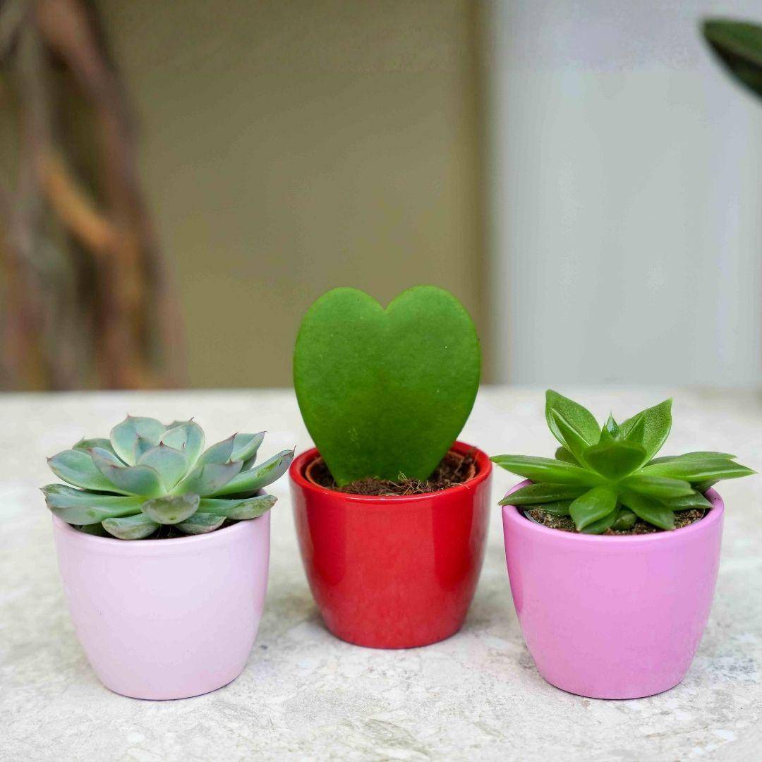 Plantes grasses cœur en mini pot - lot de 3 - rose et rouge - Ø6cm - Plantes d’intérieur - Image 2