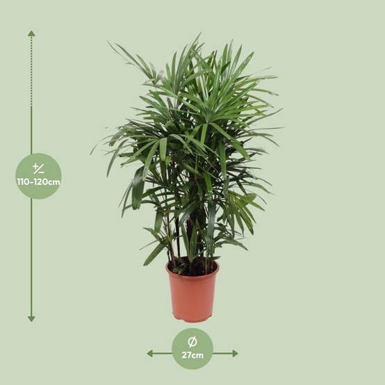 Rhapis Excelsa - Ø27cm - ↕120cm - Plantes d'intérieur - Image 2