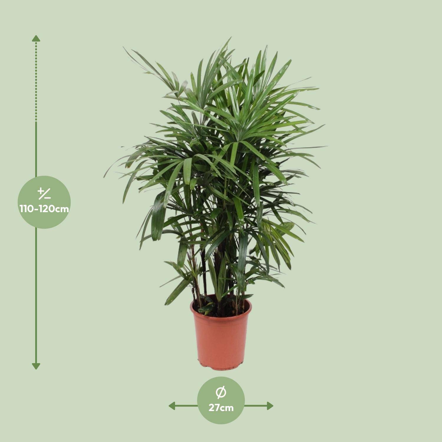Rhapis Excelsa - Ø27cm - ↕120cm - Plantes d'intérieur - Image 2