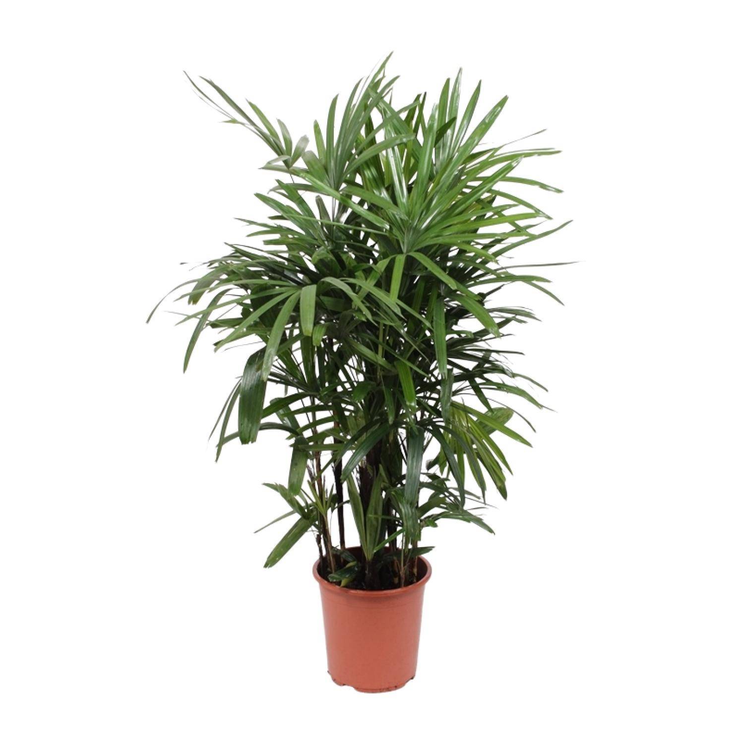 Rhapis Excelsa - Ø27cm - ↕120cm - Plantes d'intérieur - Image 1