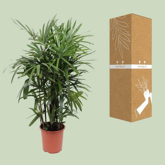 Rhapis Excelsa - Ø27cm - ↕120cm - Plantes d'intérieur - Image 3