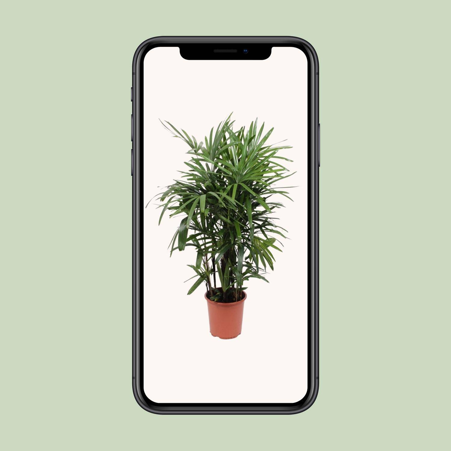 Rhapis Excelsa - Ø27cm - ↕120cm - Plantes d'intérieur - Image 4