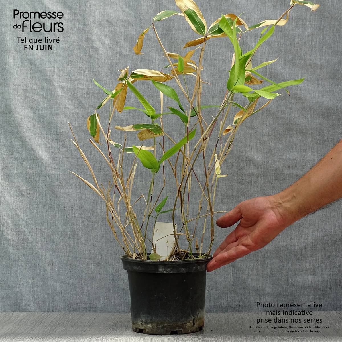 Promesse de Fleurs - Sasa veitchii - Bambou nain Pot de 2L/3L - Image 2