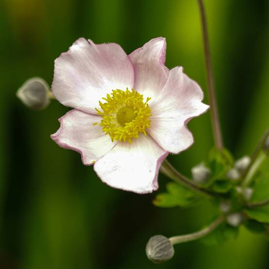 Anémone du Japon Robustissima - Anemone tomentosa Pot de 1,5L/2L