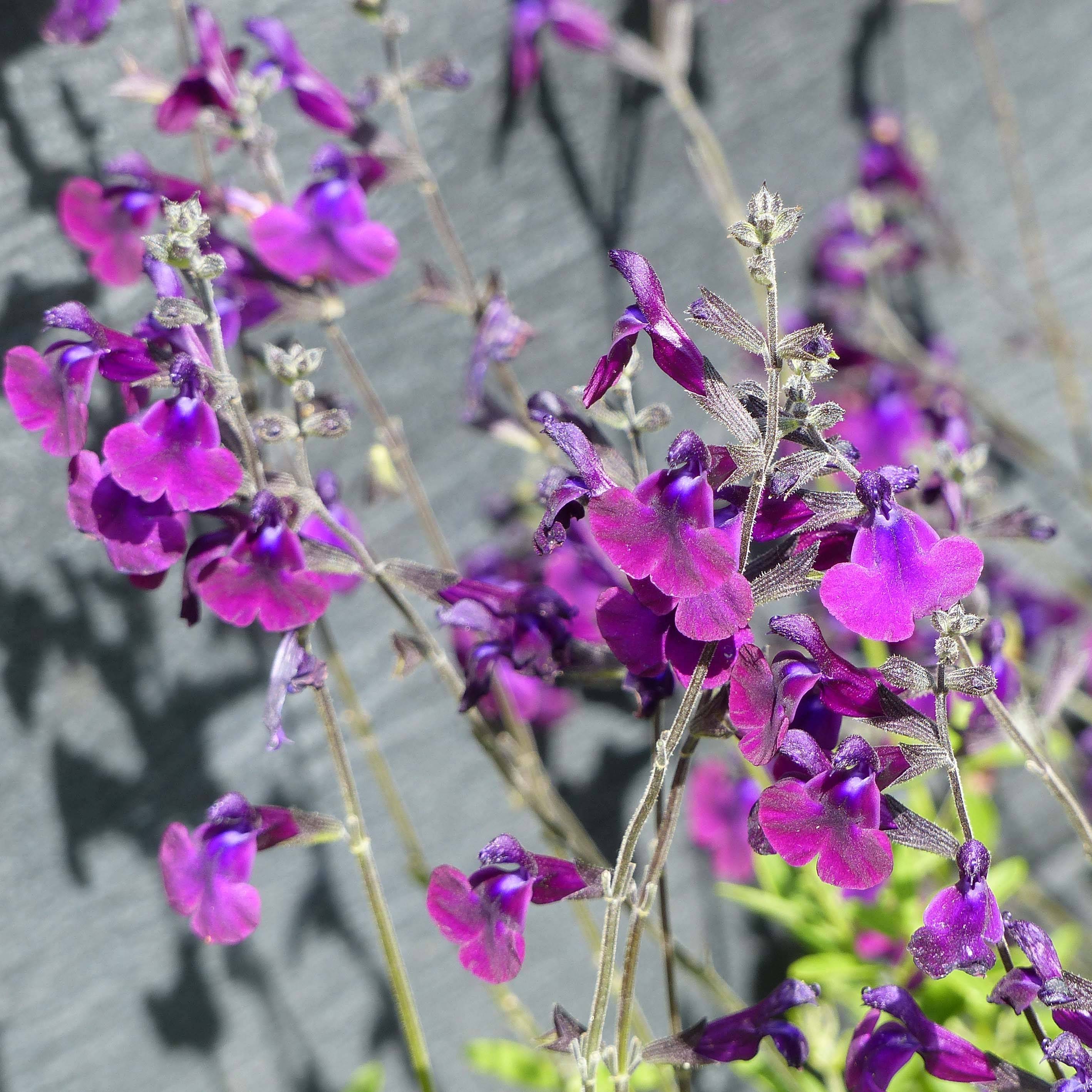 Sauge arbustive Nachtvlinder - Salvia microphylla Pot de 2L/3L