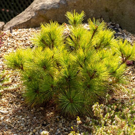 Pin de Weymouth nain - Pinus strobus Radiata Pot de 3L/4L - Image 1