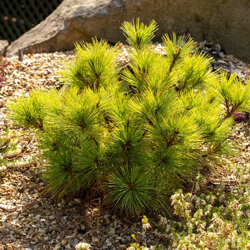 Pin de Weymouth nain - Pinus strobus Radiata Pot de 3L/4L - Image 1