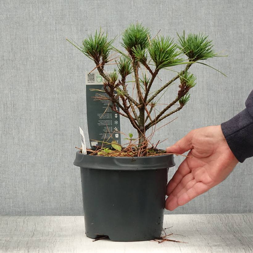 Pin de Weymouth nain - Pinus strobus Radiata Pot de 3L/4L - Image 2