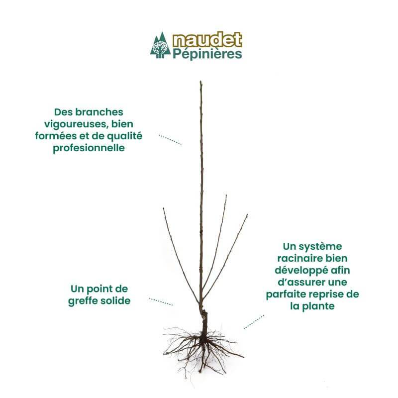 Figuier 'Noir de Caromb' (Ficus carica 'Noir de Caromb') - Conteneur 3L - Pépinières Naudet - Image 4
