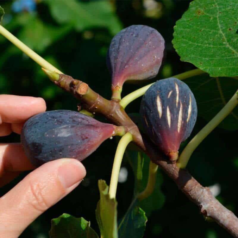 Figuier 'Noir de Caromb' (Ficus carica 'Noir de Caromb') - Conteneur 3L - Pépinières Naudet - Image 1