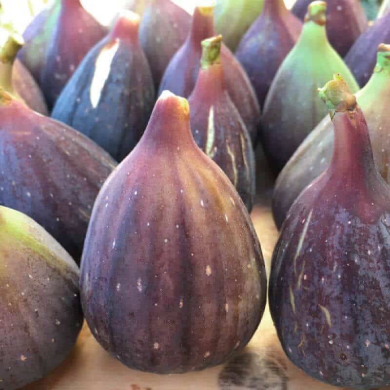 Figuier 'Noir de Caromb' (Ficus carica 'Noir de Caromb') - Conteneur 3L - Pépinières Naudet - Image 2