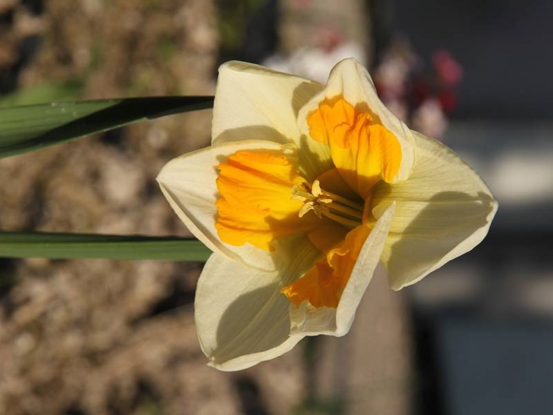 Promesse de Fleurs - Narcisse Tricollet Bulbe calibre 12+ (par 5) - Image 2